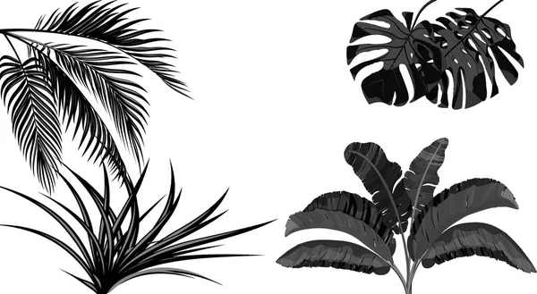 Listos. Hojas blancas y negras de plátano, coco, monstera y ogawa.Tropical para impresión, foto o postal. ilustración — Vector de stock