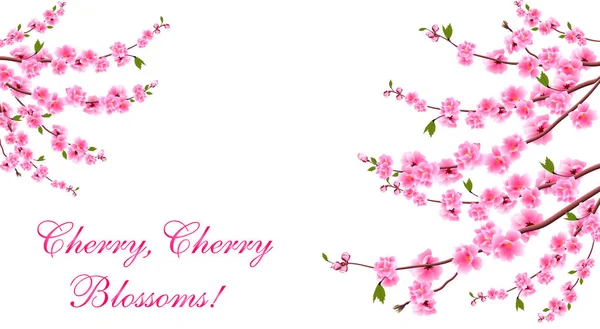 Sakura. Kiraz çiçekleri her iki tarafta yer almaktadır. Yazıt. Beyaz arka planda izole edilmiş. Illüstrasyon — Stok Vektör