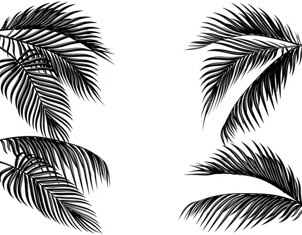 Set of black and white tropical palm leaves. Isolated on white background illustration — Stock Vector