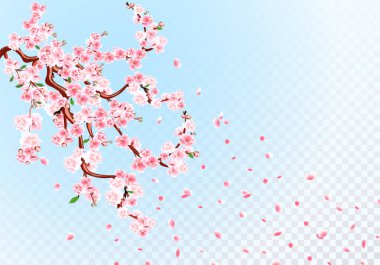 Sakura. Pastel çiçekler, yapraklar ve kiraz tomurcukları ile Dalları. Kiraz Yaprakları. Saydam Arka Plan çizimi