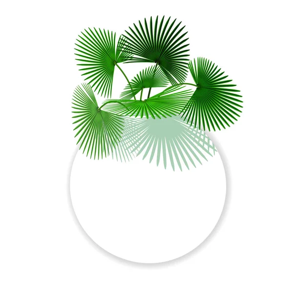 Zöld trópusi levelek Palm-ban egy kör hely a hirdetések, reklám. Illusztráció — Stock Vector