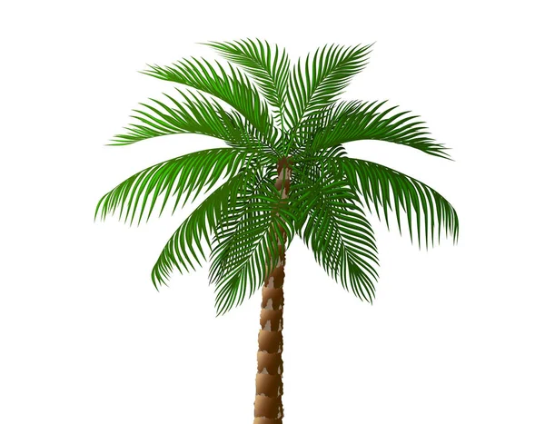 Tropical lush dark green palm tree. illustration — Stock Vector