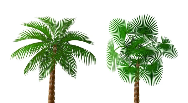 Twee tropische weelderige donker groene palmbomen van verschillende types. Illustratie — Stockvector