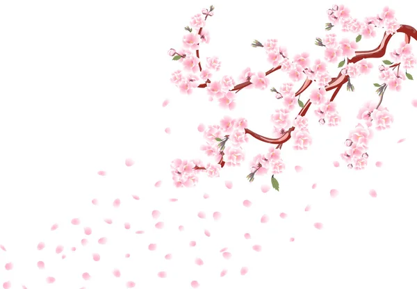 Sakura. Ramos com flores pastel, folhas e botões de cereja. Pétalas de cereja. Isolado em fundo branco ilustração —  Vetores de Stock