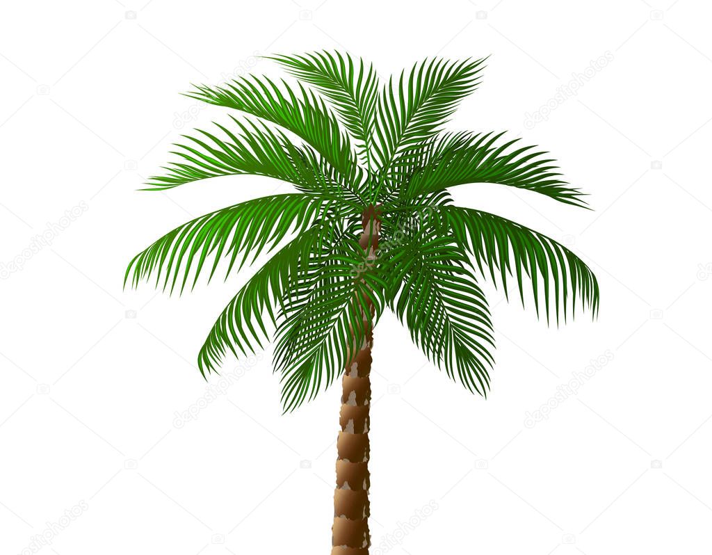 Tropical lush dark green palm tree. illustration
