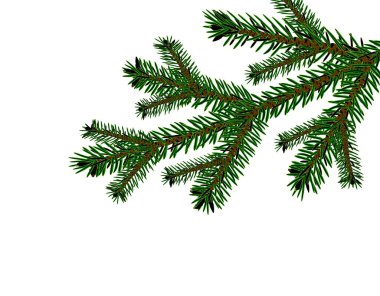 Noel, yeni yıl. Kartlar, kartvizitler, davetiyeler. Yeşiller içinde gerçekçi bir Noel ağacı dalı. resimleme