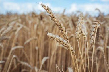 Buğday sivri mavi gökyüzünün altında