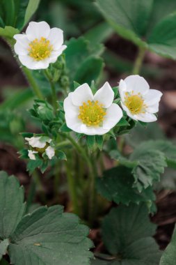 yeşil yaprakları beyaz çilek çiçekler