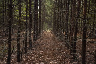 aşılmaz ormanda kuru çam dalları üzerinde yosun