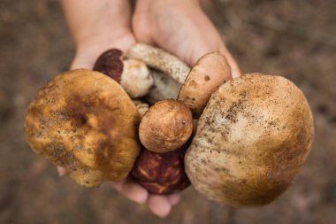 Sonbahar ormanda toplanan yenilebilir mantar
