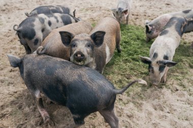 küçük siyah beyaz domuz kumun üzerinde yeşil çim yeme