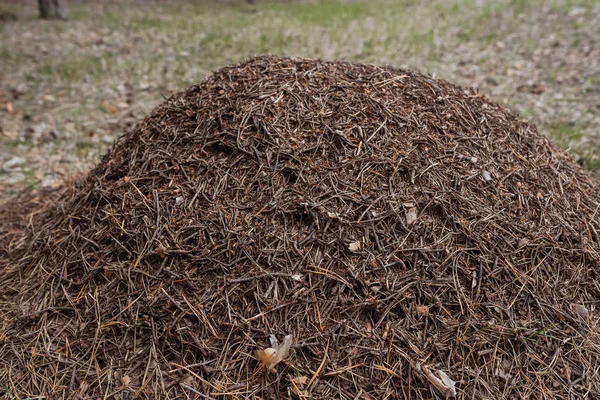 a large anthill with red goose bumps in the forest