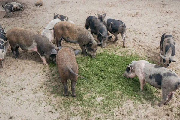 small black and white pigs eating green grass on the sand on the street