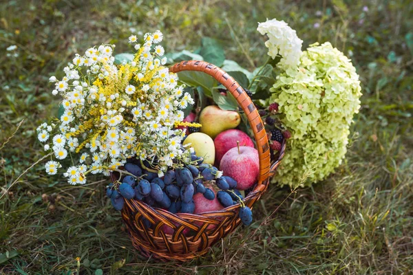 elma, armut, üzüm, böğürtlen ve chamomiles bir sepet içinde buket