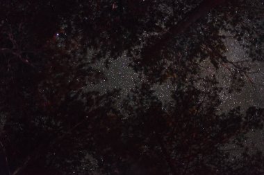 ağaçların dalları ile yıldızlı gökyüzü görünümü