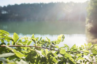 Güneş ışınları göl ve ağaç dalları üzerinde