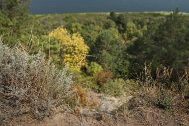sarı kuru ot aracılığıyla nehir manzarası