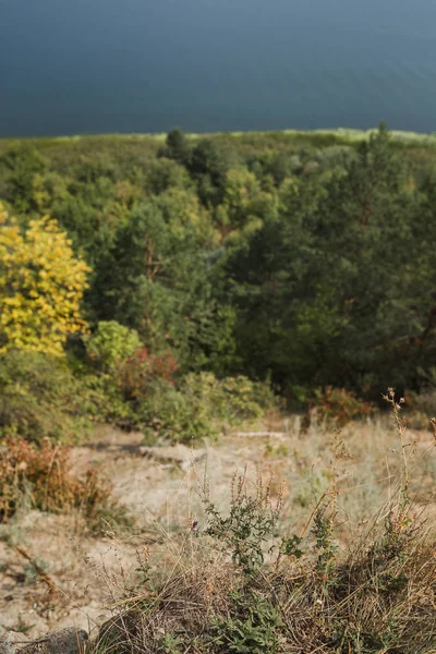 Sonbahar ormanın üstten görünüm