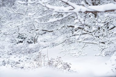 çalılar ve ağaçlar kar kış ormandaki karşılanmaktadır