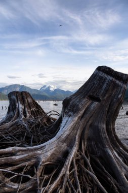 Ölü ağaç gövdeleri kökleri ile dağ doruklarına içinde belgili tanımlık geçmiş. Çıta Gölü, doğusunda Vancouver, British Columbia, Kanada alınan.