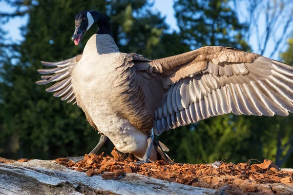 Wild Angry Goose Está Extendiendo Sus Alas Para Mostrar Dominio — Foto de Stock