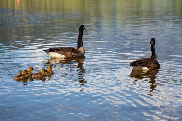 Family Geese Sunny Day Taken One Mile Lake Pemberton British — Stock Photo, Image
