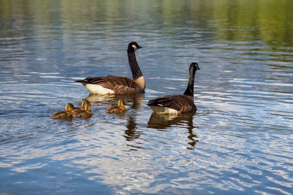 Familia Gansos Durante Día Soleado Tomado One Mile Lake Pemberton — Foto de Stock