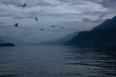 Arka planda dağlar ile Okyanusu yakın uçan kuşlar sürüsü. Howe ses, Kuzey Vancouver, British Columbia, Kanada, bulutlu bir gün batımı sırasında alınan.