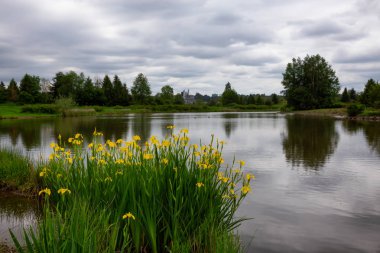Yellow Flowers in front of a lake. Taken in Willband Creek Park, Abbotsford, British Columbia, Canada. clipart