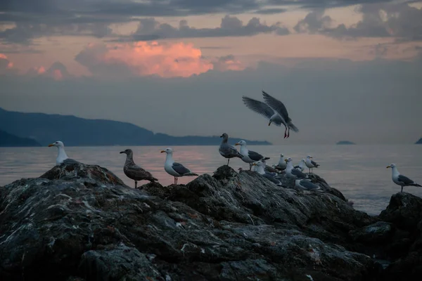 Стадо Чайки Скелястому Острові Під Час Жвавого Захід Сонця Хоу — стокове фото