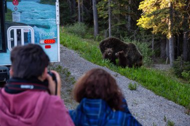 Banff, İngiltere - 19 Haziran 2018: Anne boz ayı ve yavrularını yolun kenarında turistik alarak resmi.
