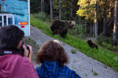 Banff, İngiltere - 19 Haziran 2018: Anne boz ayı ve yavrularını yolun kenarında turistik alarak resmi.