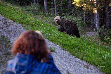 Banff, İngiltere - 19 Haziran 2018: Anne boz ayı ve yavrularını yolun kenarında turistik alarak resmi.