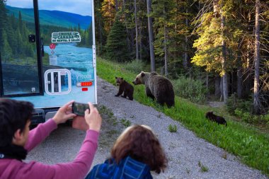 Banff, İngiltere - 19 Haziran 2018: Anne boz ayı ve yavrularını yolun kenarında turistik alarak resmi.