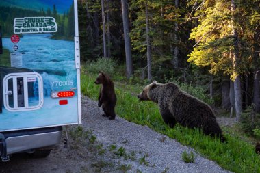 Banff, Alberta, Kanada - 19 Haziran 2018: Anne boz ayı ve yavrularını yolun kenarında Rv bakıyorsun.