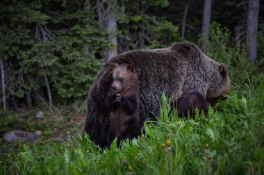 Anne boz ayı yavrularını ile doğada yabani ot ve ot yiyor. Banff National Park, Alberta, Kanada içinde alınan.