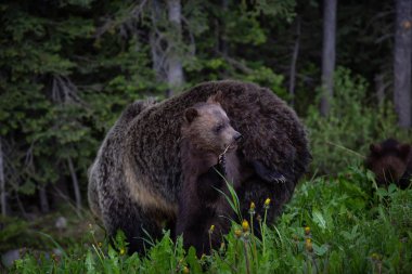 Anne boz ayı yavrularını ile doğada yabani ot ve ot yiyor. Banff National Park, Alberta, Kanada içinde alınan.