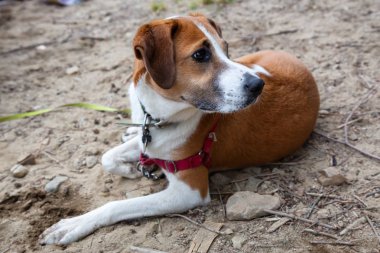 Sevimli küçük köpek dış. Alınan Jones Gölü, British Columbia, Kanada.