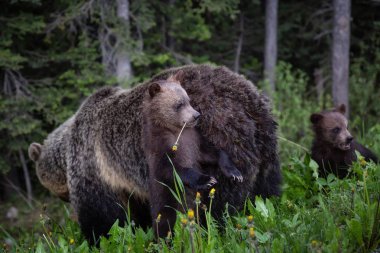Anne boz ayı yavrularını ile doğada yabani ot ve ot yiyor. Banff National Park, Alberta, Kanada içinde alınan.