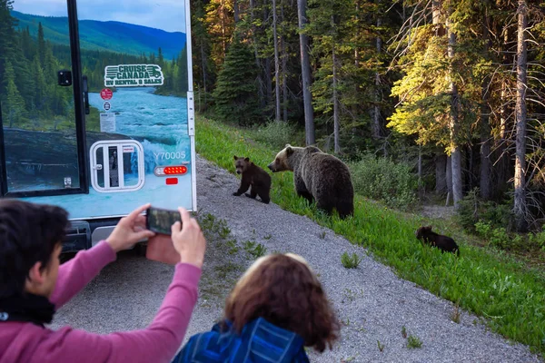Banff, İngiltere - 19 Haziran 2018: Anne boz ayı ve yavrularını yolun kenarında turistik alarak resmi.