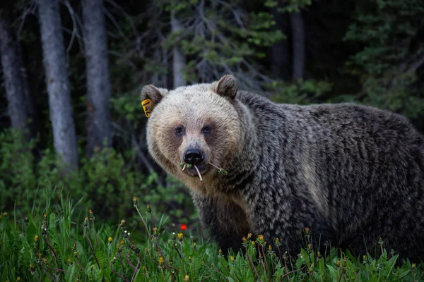 Mãe Urso Grizzly Está Comendo Ervas Daninhas Grama Natureza Tomado — Fotografia de Stock
