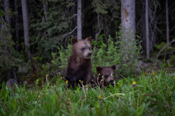 Grizzly Bear Cubs Lesie Parku Narodowym Banff Alberta Kanada — Zdjęcie stockowe