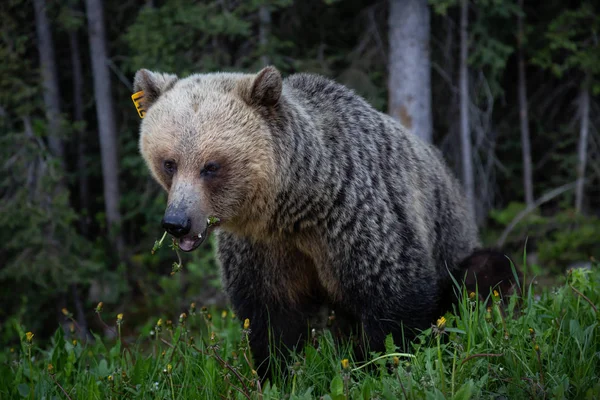 Madre Grizzly Bear Con Suoi Cuccioli Sta Mangiando Erbacce Erba — Foto Stock