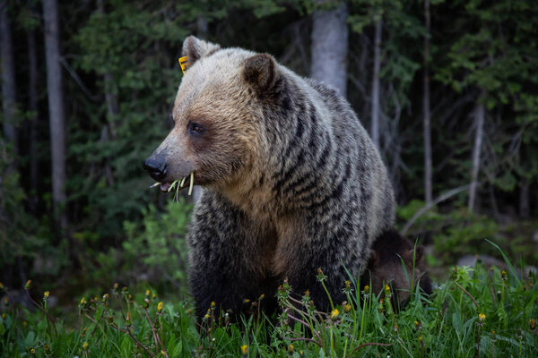 Mother Grizzly Bear with her cubs is eating weeds and grass in the nature. Taken in Banff National Park, Alberta, Canada.