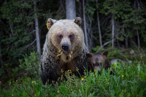 Mother Grizzly Bear with her cubs is eating weeds and grass in the nature. Taken in Banff National Park, Alberta, Canada.