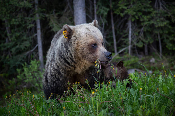 Mother Grizzly Bear with her cubs is eating weeds and grass in the nature. Taken in Banff National Park, Alberta, Canada.