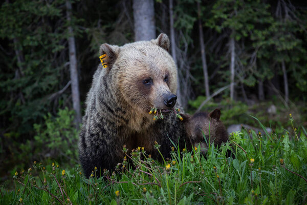Mother Grizzly Bear with her cubs is eating weeds and grass in the nature. Taken in Banff National Park, Alberta, Canada.