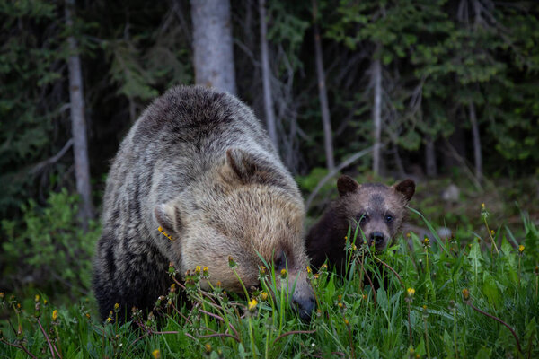Mother Grizzly Bear with her cubs is eating weeds and grass in the nature. Taken in Banff National Park, Alberta, Canada.