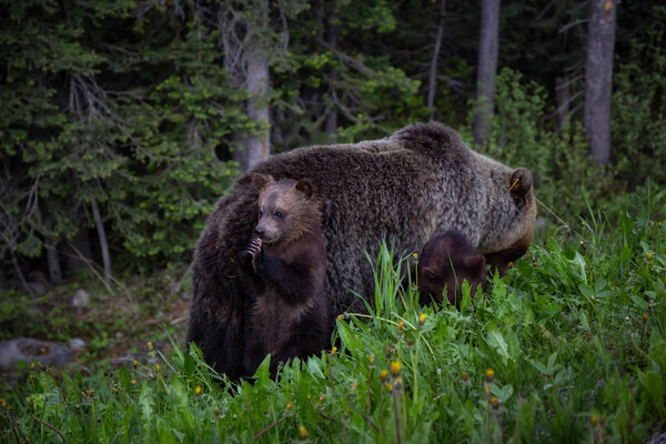 Mother Grizzly Bear with her cubs is eating weeds and grass in the nature. Taken in Banff National Park, Alberta, Canada.