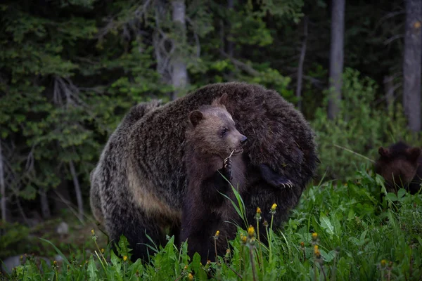 Mãe Urso Grizzly Com Seus Filhotes Está Comendo Ervas Daninhas — Fotografia de Stock